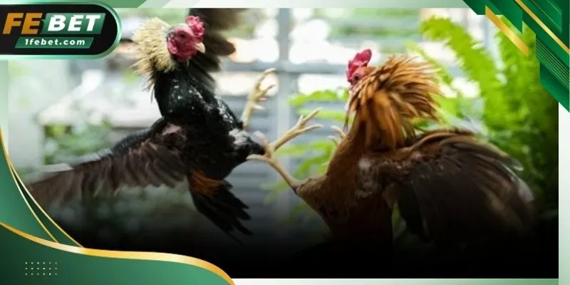 Âm thanh sống động mang lại cảm giác như đang có mặt tại trường gà